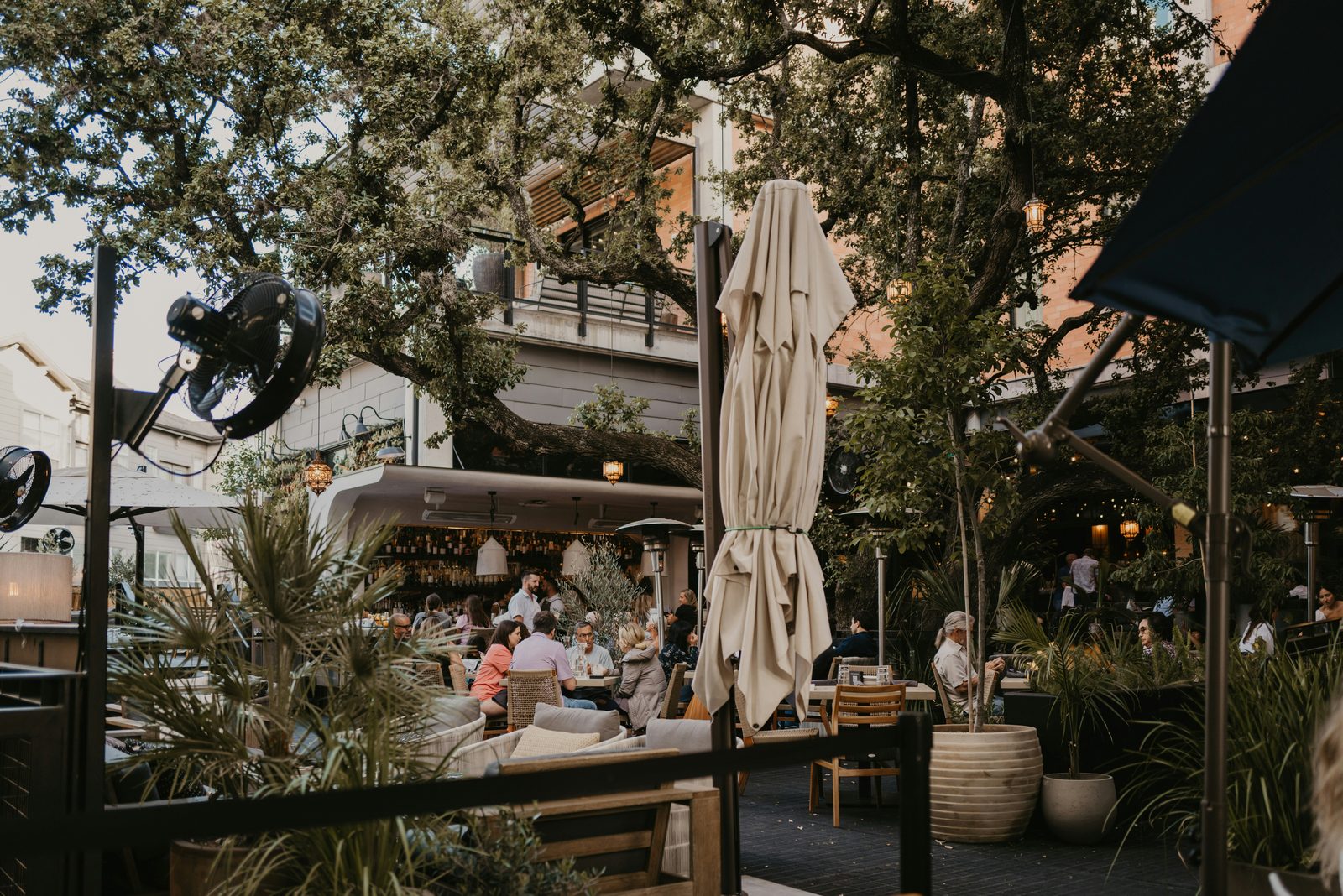An Austin bar patio under live oak trees, tables full of people in the evening