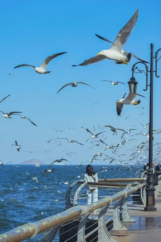 A person looking out at the sea from a Dalian boardwalk as gulls fill the sky