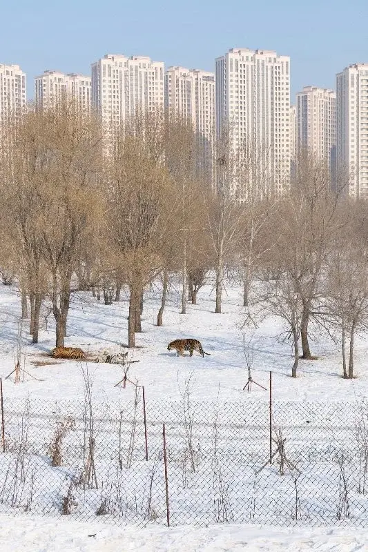 Siberian tigers walking through a snowy enclosure with a wall of high-rise apartment towers directly behind them