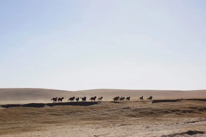 A herd of horses running across dry grassland near Hohhot, kicking up dust under a wide open sky