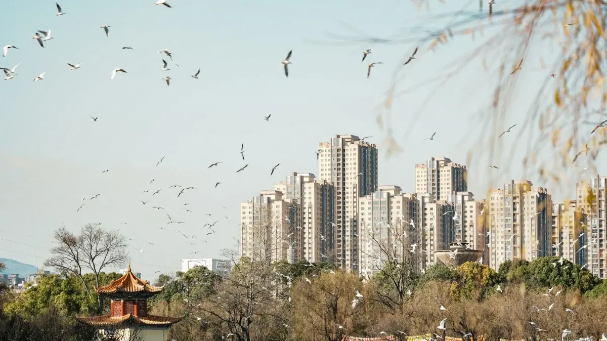High-rise apartment towers in Kunming seen through bare tree branches with gulls overhead