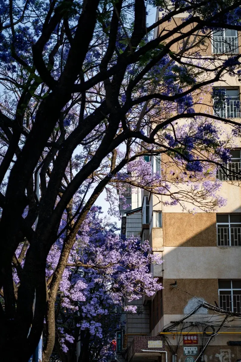 A Kunming street lined with blooming purple jacaranda trees, traffic passing beneath the canopy