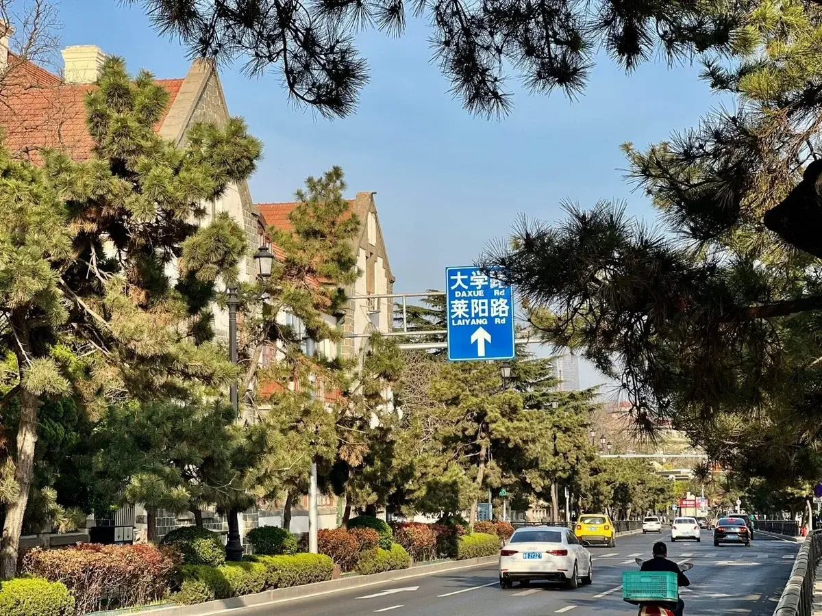 A tree-lined street in Qingdao's old German concession, with red-tile-roofed stone buildings visible through pine branches, a blue street sign reading Daxue Rd and Laiyang Rd