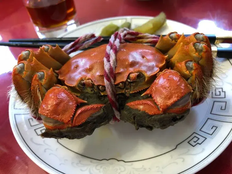 A steamed Yangcheng Lake hairy crab tied with string, served on a plate with chopsticks and pickled ginger