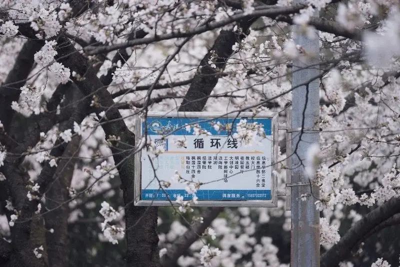 A campus shuttle bus stop sign reading 'Loop Line' surrounded by blooming cherry blossom branches