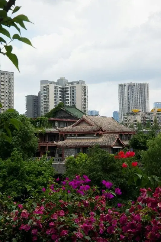 A traditional tiled-roof building framed by flowering shrubs, with a cluster of modern residential high-rises rising directly behind it