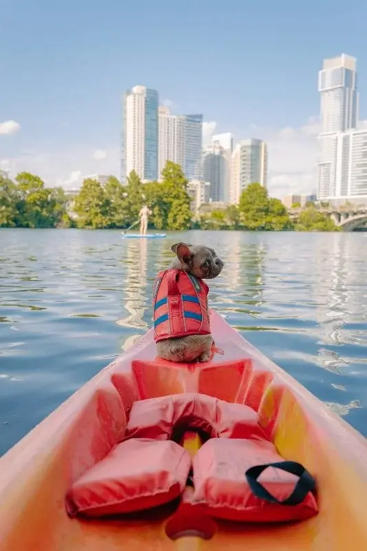 A small dog in a life vest riding the bow of a kayak on Lady Bird Lake, downtown Austin towers behind