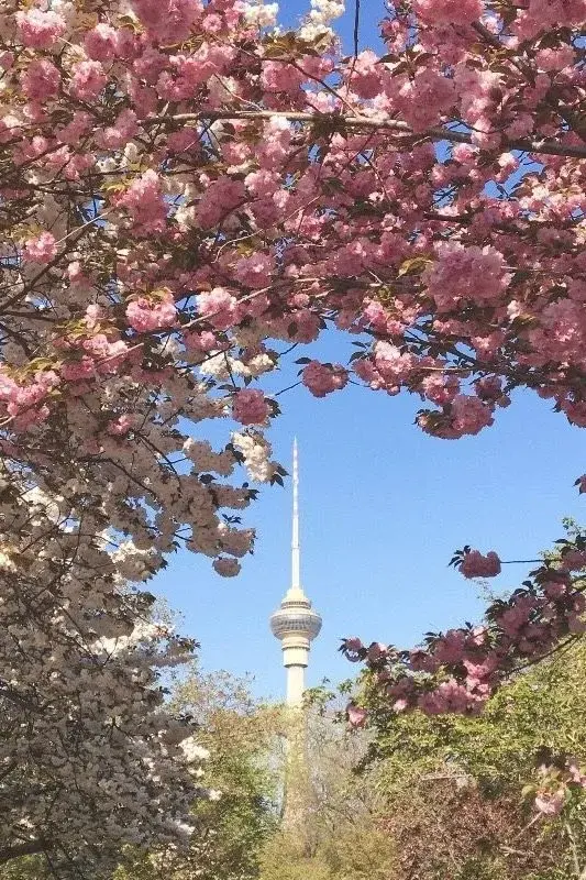 Cherry blossoms framing Beijing's Central Radio and TV Tower at Yuyuantan Park