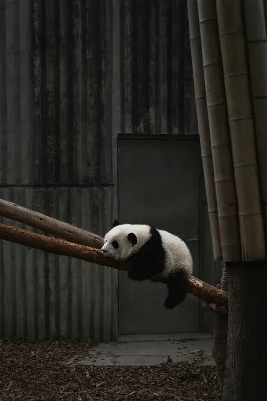 A giant panda cub resting on a wooden beam next to bamboo, at one of Chengdu's panda bases