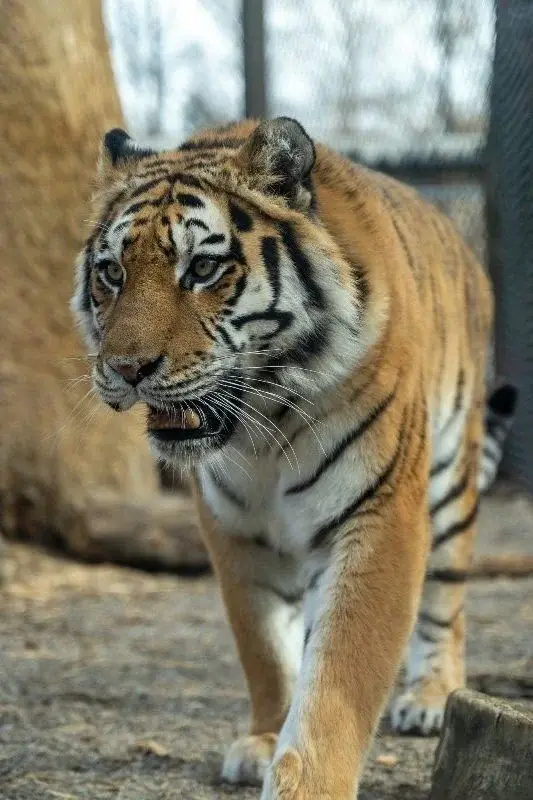 A Siberian tiger walking toward the camera in an enclosure at Harbin's Siberian Tiger Park