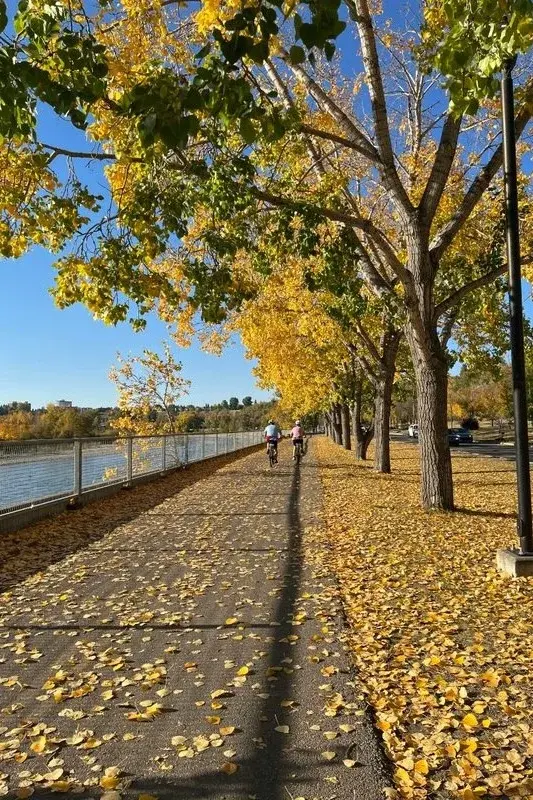 Cyclists riding along a tree-lined path with fall leaves near downtown Calgary
