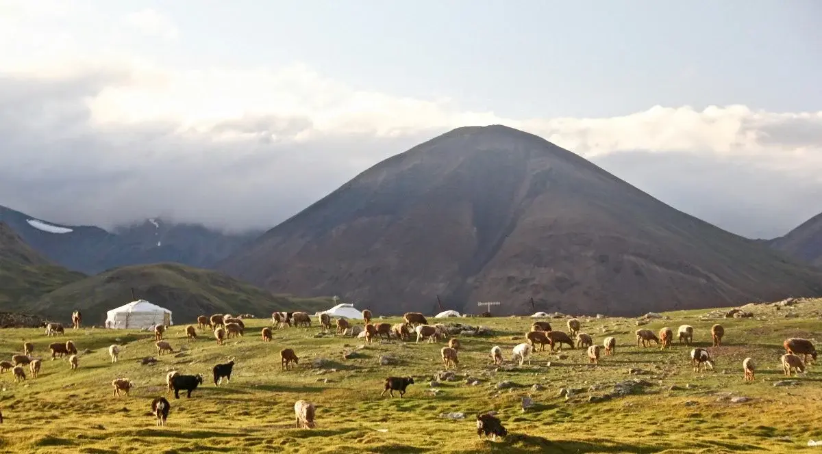 Yaks and sheep grazing on open grassland with yurts and a mountain near Hohhot, Inner Mongolia
