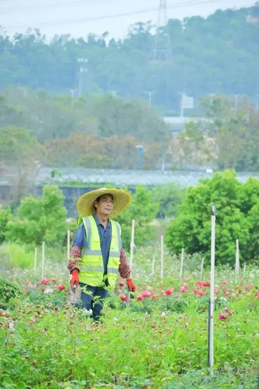 A worker in protective gear tending rows of roses at a flower farm outside Kunming