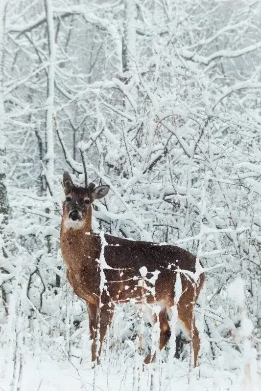 A whitetail deer standing in snow-covered woods in Minnesota, looking toward the camera