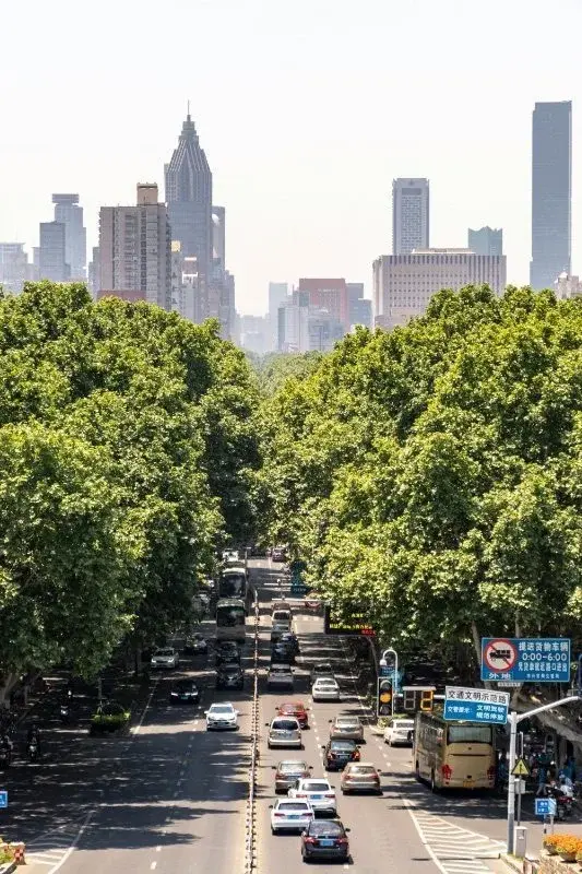 A tree-lined Nanjing avenue thick with plane trees, traffic passing beneath, the modern skyline visible at the far end