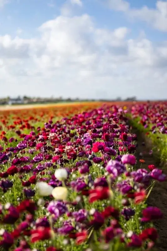 Rows of colorful ranunculus flowers in bloom at a San Diego County flower field