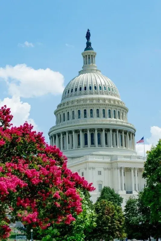 The U.S. Capitol's dome rising above flowering trees in Washington