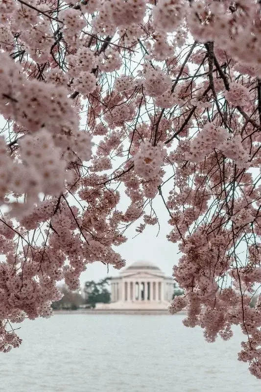 Cherry blossoms framing the Jefferson Memorial across the Tidal Basin in Washington