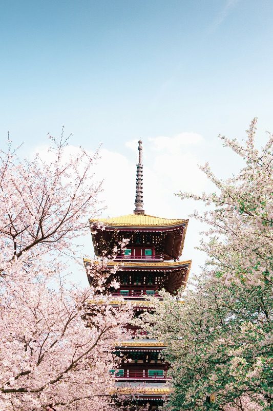 Wuhan's Yellow Crane Tower, its five-tiered gold roof visible through blooming cherry blossom branches