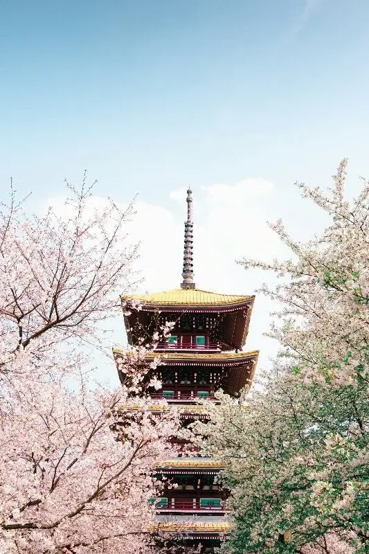 Wuhan's Yellow Crane Tower, its five-tiered gold roof visible through blooming cherry blossom branches