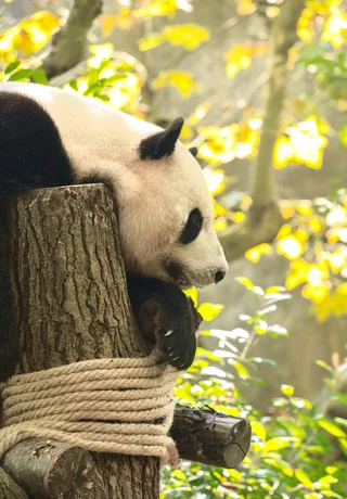 Chengdu
