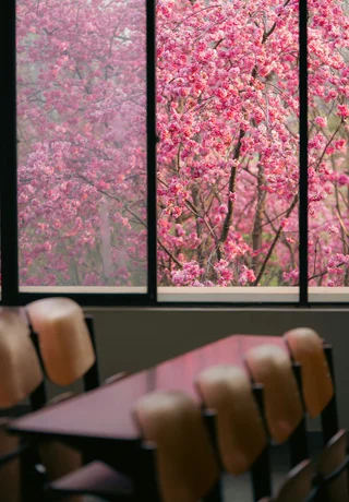 Blossoms outside a university classroom window in Kunming