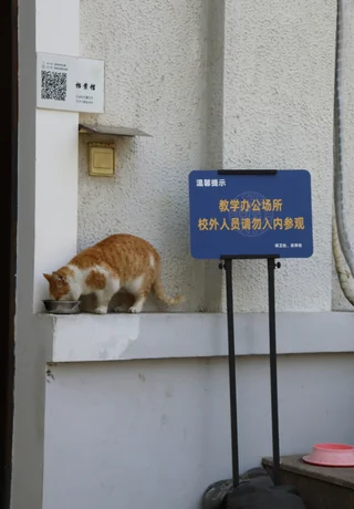 A campus cat eating beside a teaching building at Fudan University, Shanghai