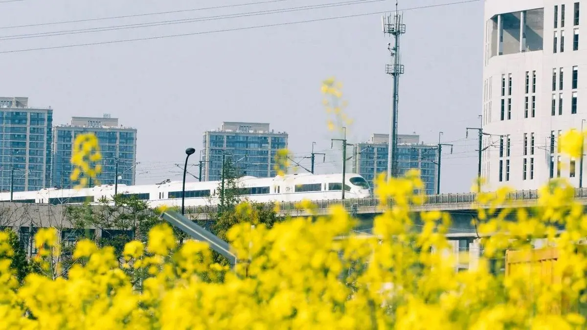 A high-speed train passing a canola flower field with city apartment towers behind